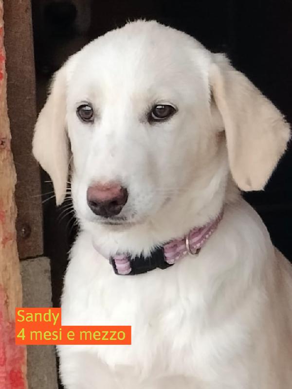Sandy e Danny due meraviglie di 4 mesi e mezzo cercano casa Foto 3